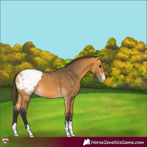 Horse Color:Buckskin Appaloosa 