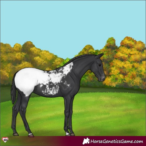 Horse Color:Black Appaloosa Rabicano 