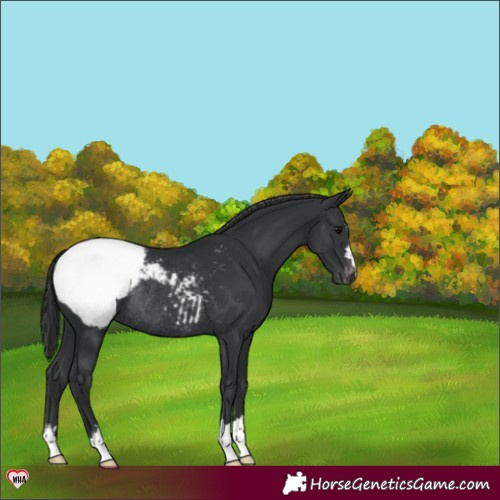 Horse Color:Black Appaloosa Rabicano 