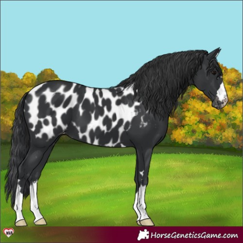 Horse Color:Black Appaloosa 