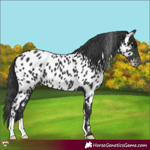 Horse Color:Black Appaloosa 