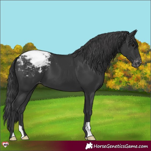 Horse Color:Black Appaloosa 