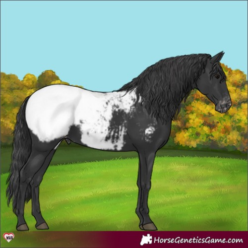 Horse Color:Black Appaloosa 