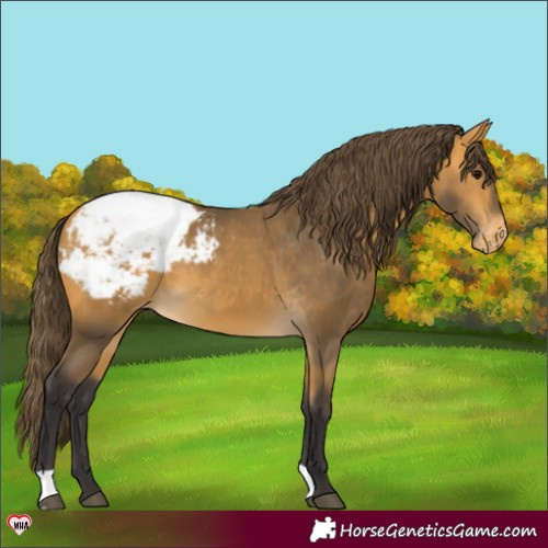 Horse Color:Buckskin Appaloosa 