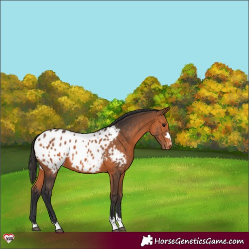 Horse Color:Bay Appaloosa 