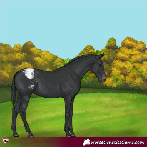 Horse Color:Black Appaloosa 
