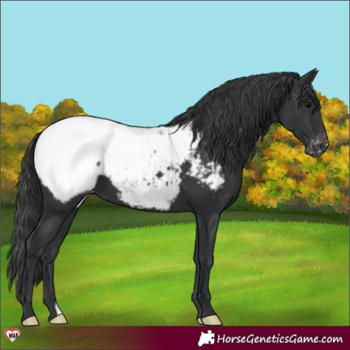 Horse Color:Black Appaloosa 