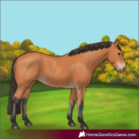 Horse Color:Bay 