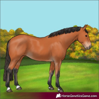 Horse Color:Bay 