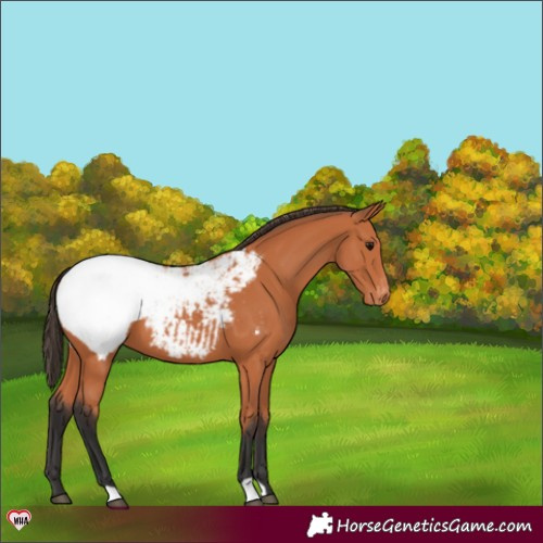 Horse Color:Bay Appaloosa 