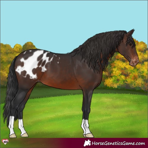 Horse Color:Brown Appaloosa 