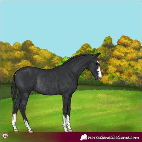 Horse Color:Black Appaloosa Rabicano 