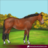 Horse Color:Bay 