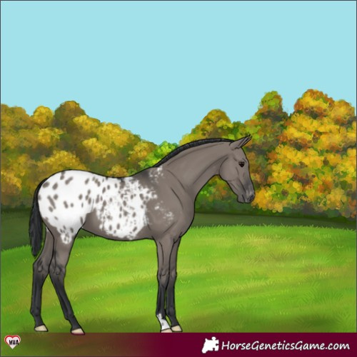 Horse Color:Grullo Appaloosa 
