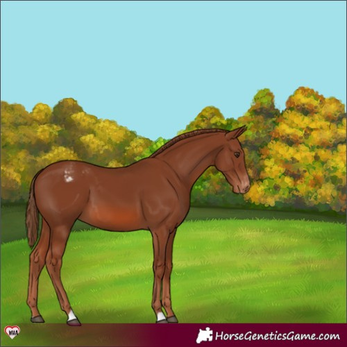 Horse Color:Chestnut Appaloosa 