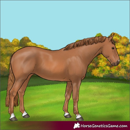 Horse Color:Chestnut 