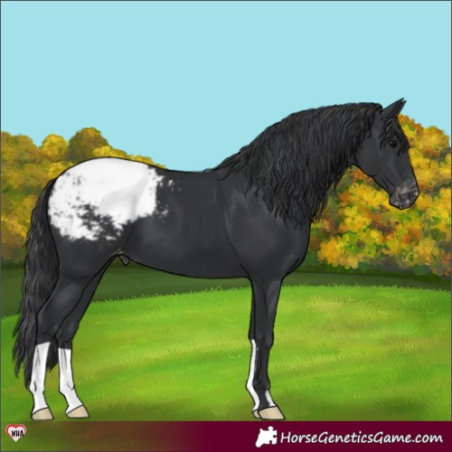 Horse Color:Black Appaloosa 