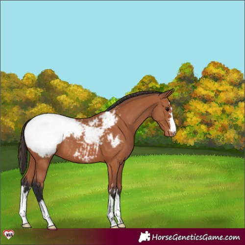 Horse Color:Bay Snowcap 
