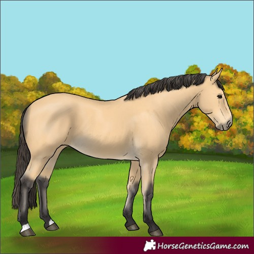 Horse Color:Buckskin
