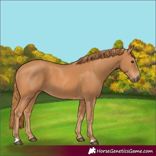 Horse Color:Chestnut 