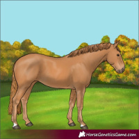 Horse Color:Chestnut 