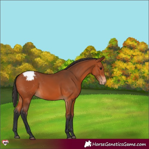 Horse Color:Bay Appaloosa 