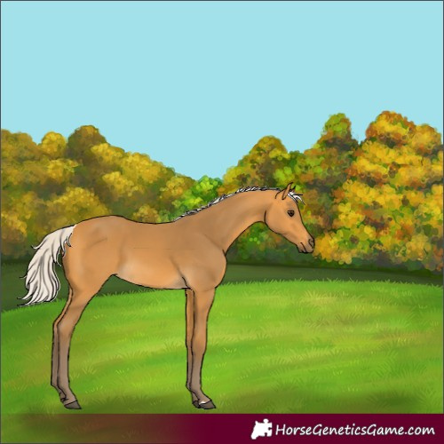 Horse Color:Silver Buckskin 