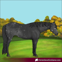 Horse Color:Black 