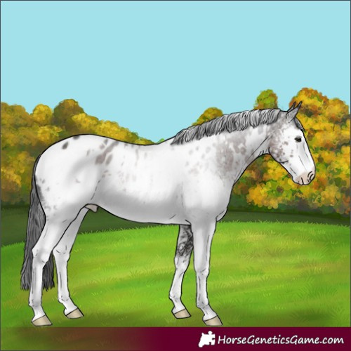Horse Color:White Spotted Liver Chestnut Appaloosa Rabicano 