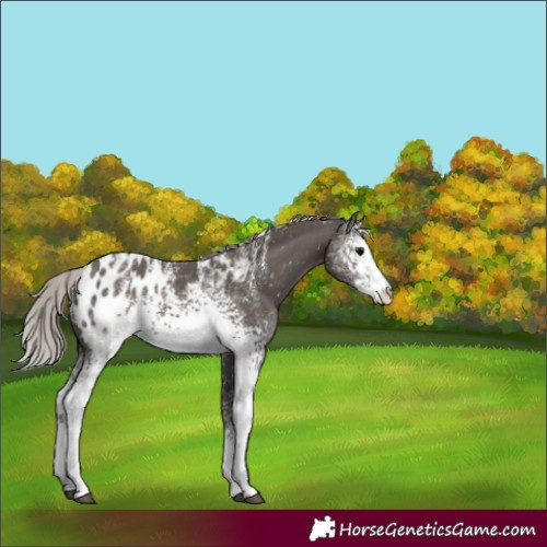 Horse Color:Powder White White Spotted Silver Black Appaloosa 