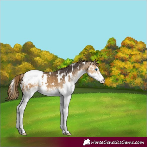 Horse Color:White Spotted Buckskin Splash Appaloosa 