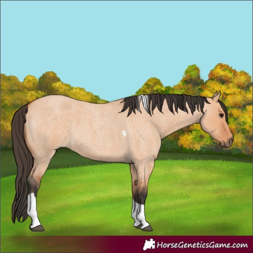 Horse Color:Bay Roan Dun Tobiano 