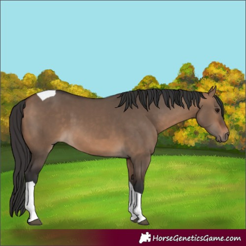 Horse Color:Bay Dun Tobiano 