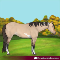Horse Color:Bay Dun Tobiano 