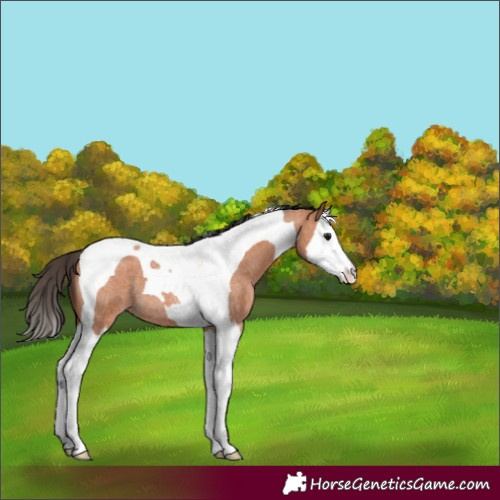 Horse Color:Bay Roan Splash Tobiano 