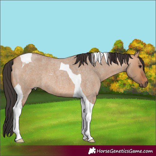 Horse Color:Bay Roan Dun Tobiano
