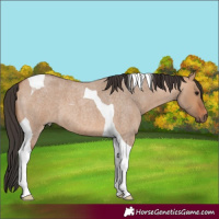 Horse Color:Bay Roan Dun Tobiano