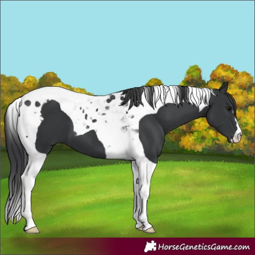 Horse Color:Black Tobiano 