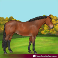Horse Color:Bay 