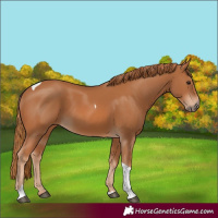 Horse Color:Chestnut Tobiano 