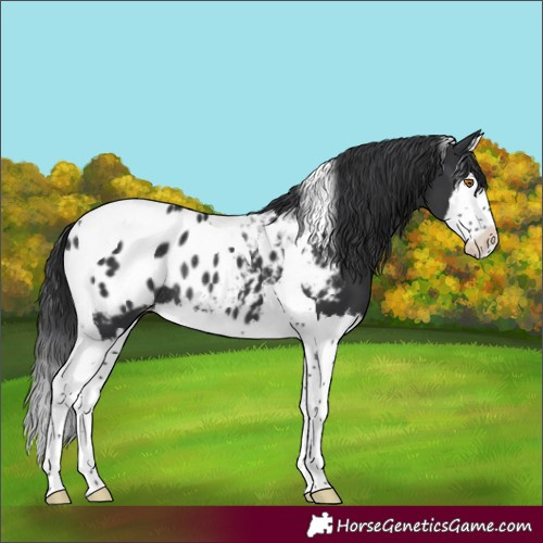 Horse Color:Black Splash Tobiano Appaloosa Rabicano 