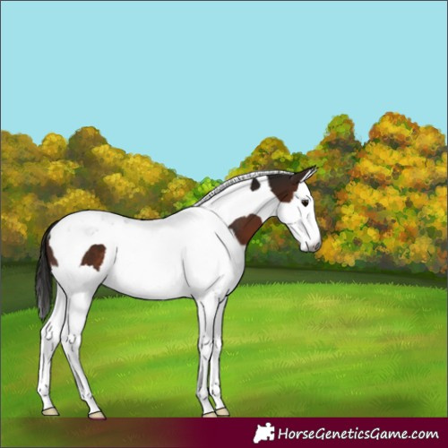 Horse Color:Gray Bay Splash Tobiano Rabicano 