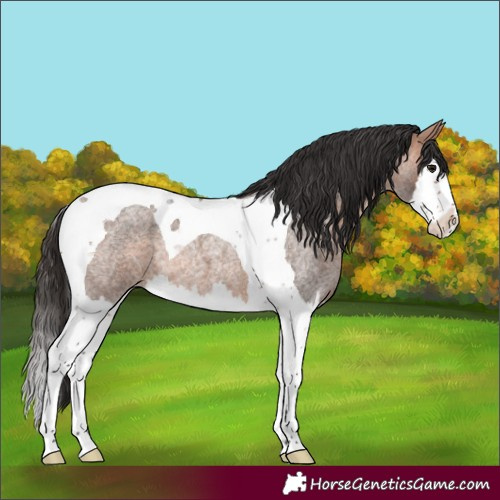 Horse Color:Bay Roan Splash Tobiano 