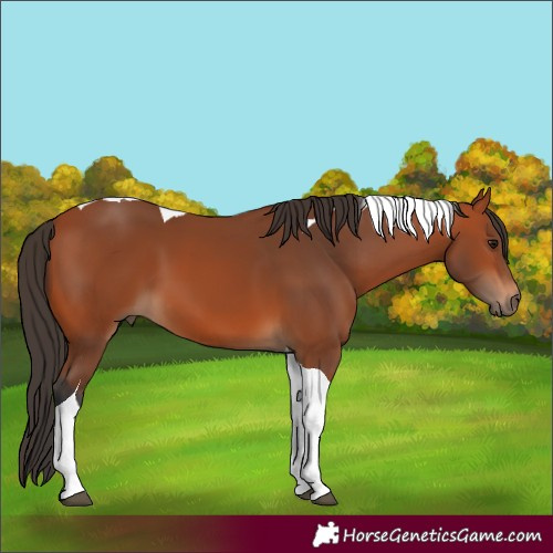 Horse Color:Bay Tobiano 