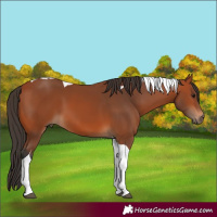 Horse Color:Bay Tobiano