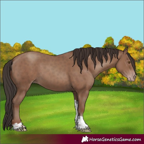 Horse Color:Classic Champagne Tobiano Rabicano 