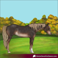 Horse Color:Liver Chestnut Rabicano 