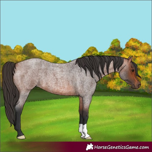 Horse Color:Bay Roan 