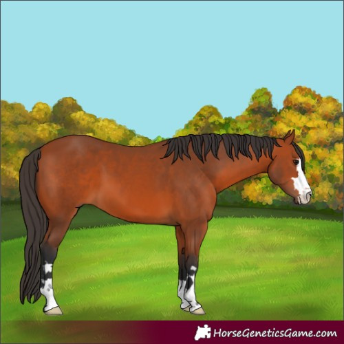 Horse Color:Bay 