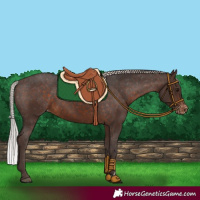 Horse Color:Silver Brown Appaloosa 